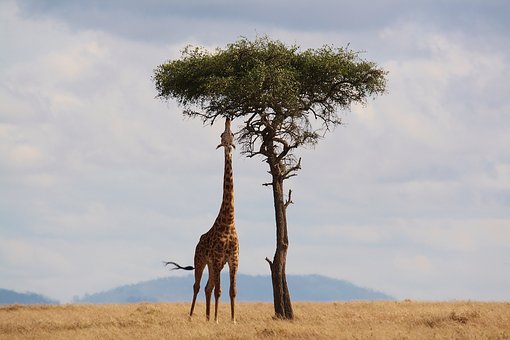 Africa: responsabilita’ della capogruppo domiciliata nel Regno Unito