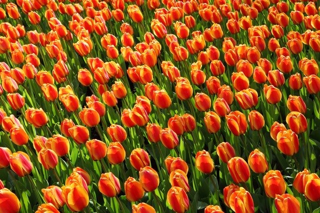Olanda: conseguenze della Brexit